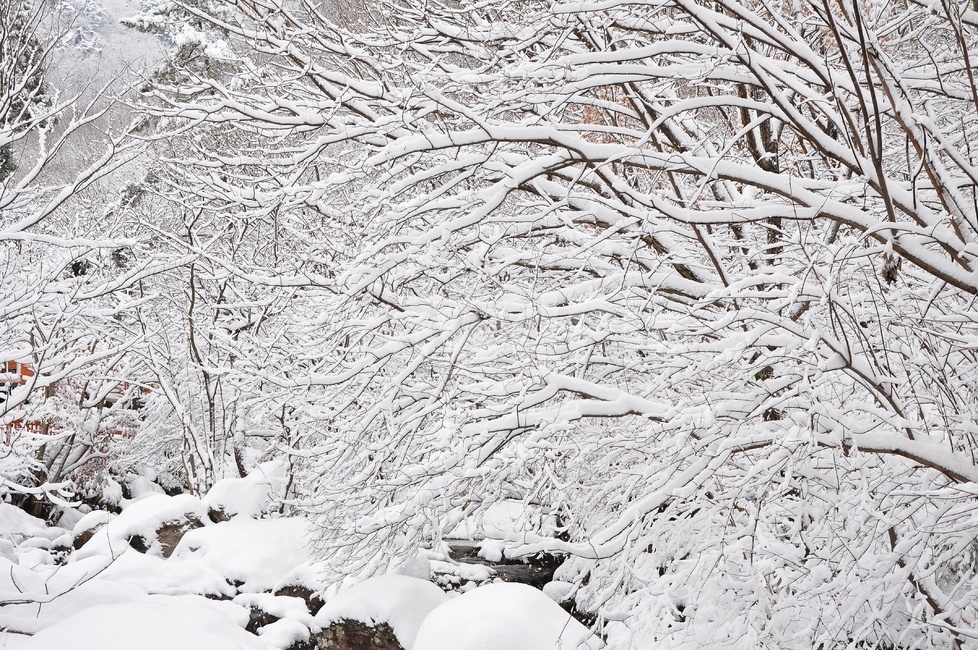 장성,입암산성,남창게곡,설경,남창계곡설경,storm,폭풍,tree,나무,plant,식물,ice,빙,snow,눈,winter,겨울,nature,자연,outdoors,옥외,blizzard,눈보라,겨울,계절,winter,season,자연,풍경,nature,landscape