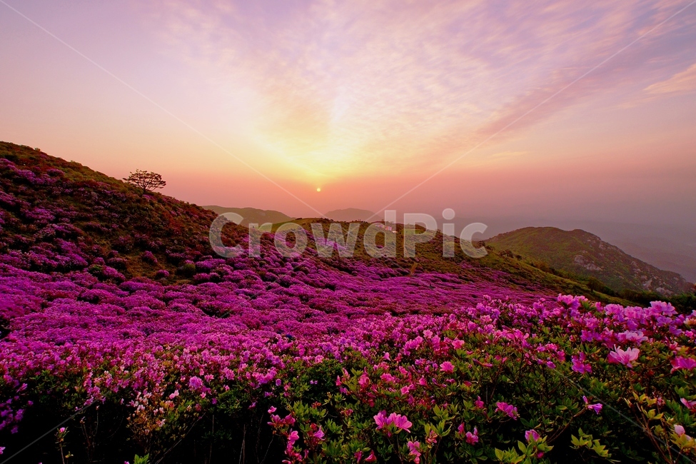 황매산,철쭉,봄,꽃동산,합천,봄,계절,spring,season,자연,풍경,nature,landscape,flare,플레어,light,빛,outdoors,옥외