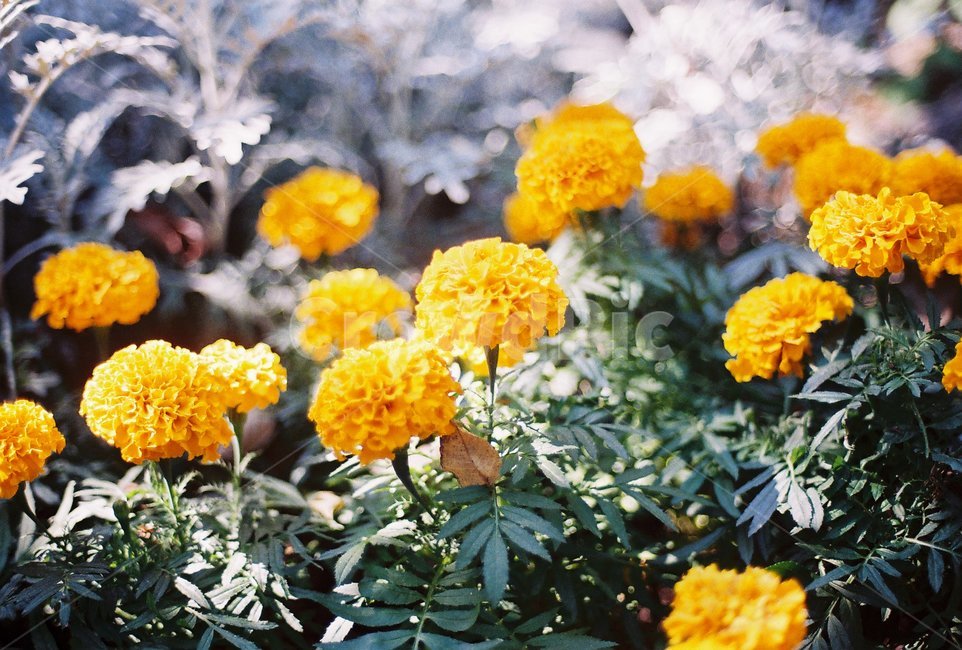 꽃,flower,자연,nature,필름,film,감성,공원,park