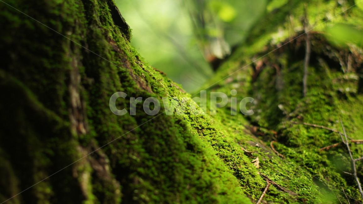 나무,이끼,자연,tree,숲,식물,자연,plants,nature