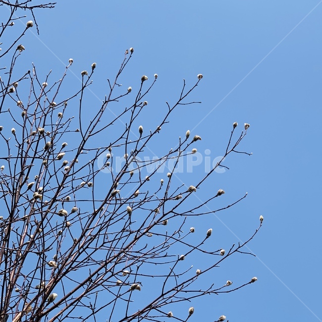 나무,하늘,꽃,개화,봄,목련,날씨,자연,풍경,nature,landscape