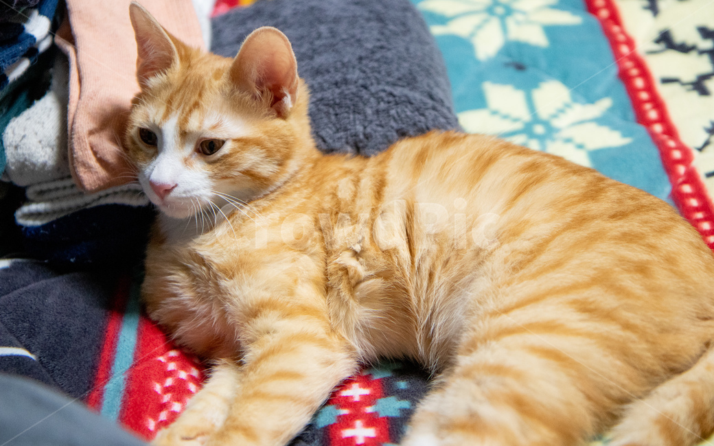 고양이,치즈고양이,치즈태비,코숏,코리안숏헤어