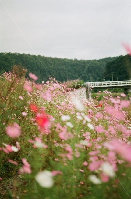 가을,가을꽃,코스모스,꽃,알록달록,가을,계절,fall,autumn,season,식물,자연,plants,nature,꽃,flower,감성,sensible,feeling,plant