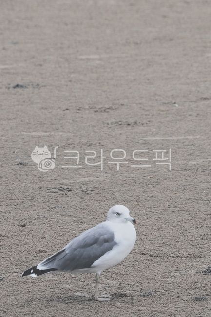 갈매기,바다,모래사장,인천,새