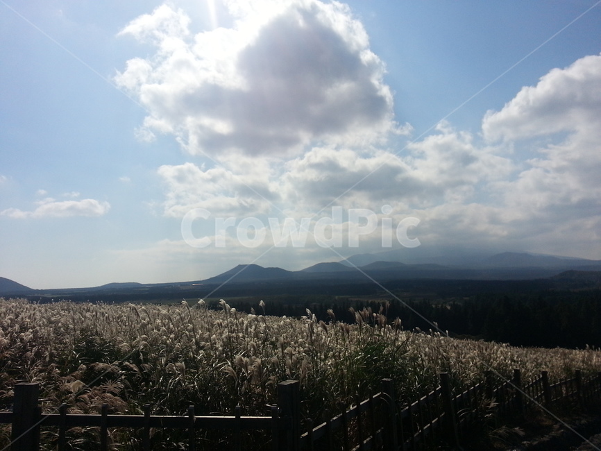 제주도,여름,풍경,산책,하늘,억새