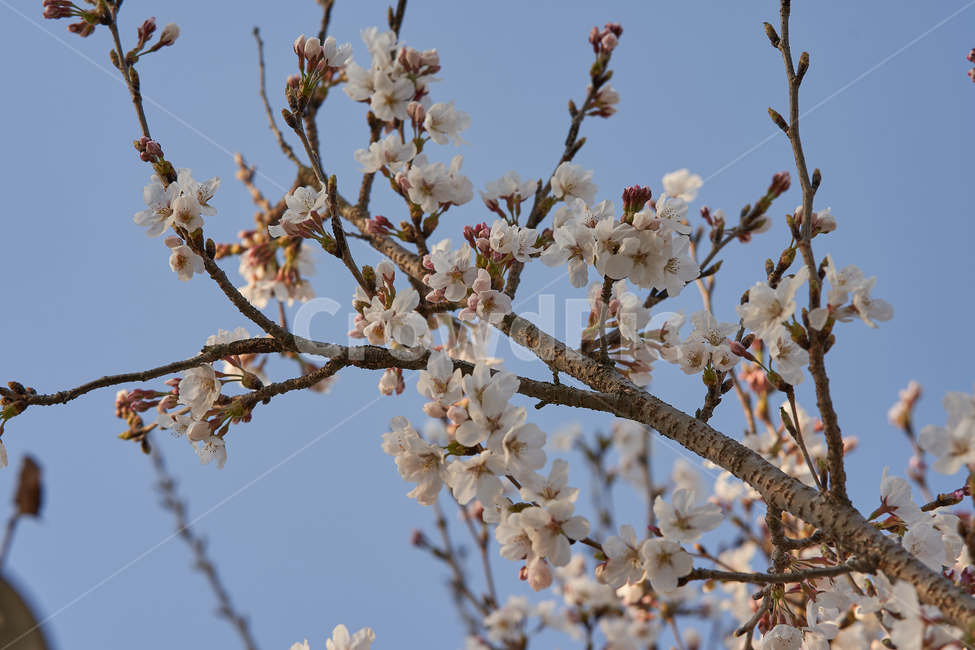 spring,flowers,botanical,봄,꽃
