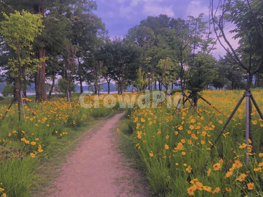 풍경,자연,산책,길,힐링,꽃,나무,식물,하늘