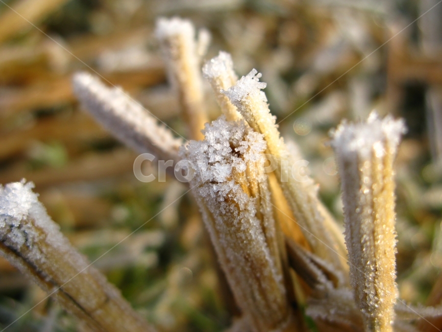 겨울,서리,추위,들판,논,겨울,계절,winter,season