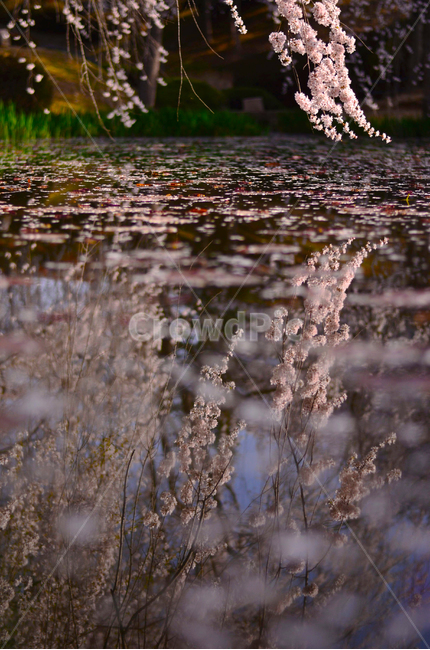 봄,벚꽃,반영,꽃,자연,풍경,봄,계절,spring,season,식물,자연,plants,nature,꽃,flower,감성,sensible,feeling,plant,blossom