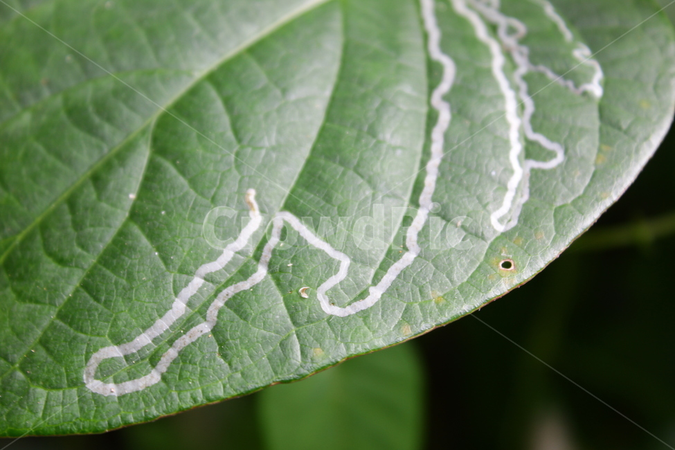 나뭇잎,나무잎,잎,풍경,녹색식물,식물,자연,숲,식물,자연,plants,nature