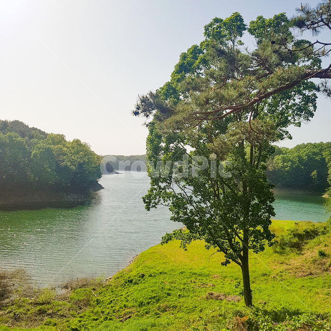nature,자연,water,물,tree