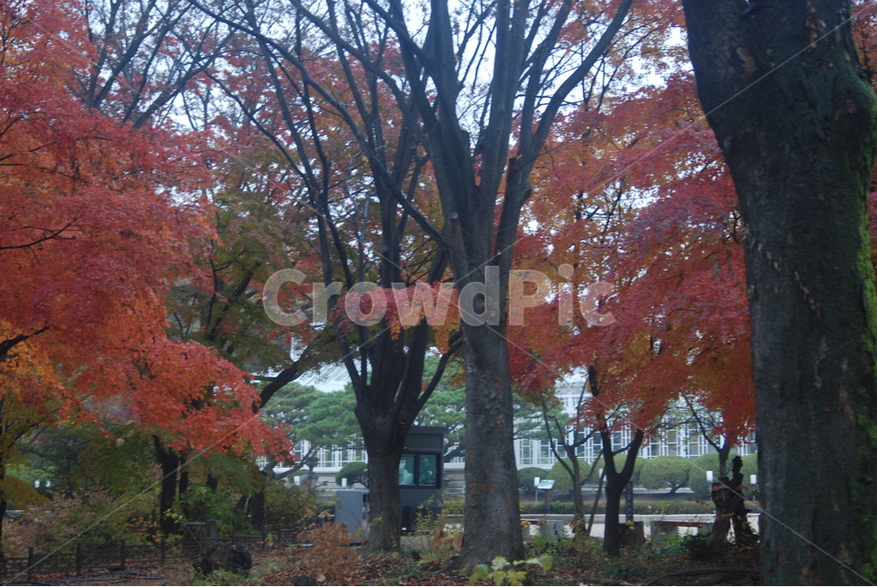 가을풍경,가을단풍,단풍,tree,나무,가을,계절,fall,autumn,season