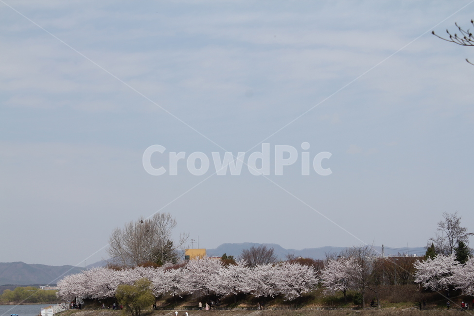 꽃,꽃나무,나무,봄꽃,풍경,자연,자연,풍경,nature,landscape,식물,plants,꽃,flower