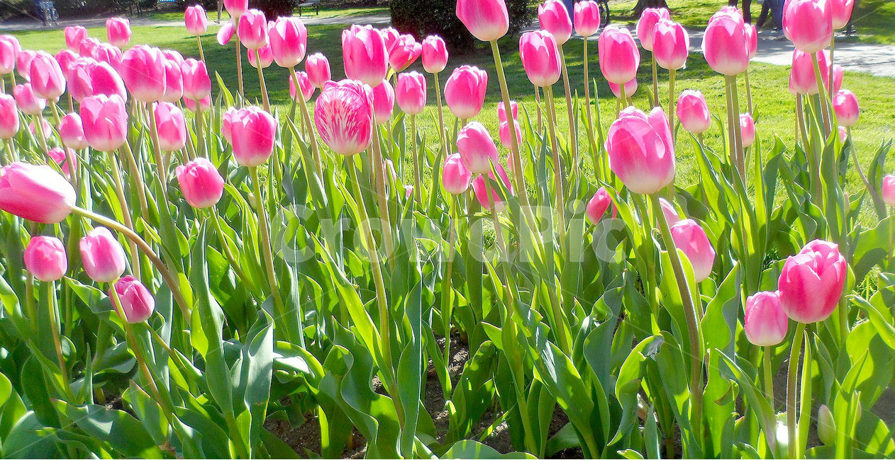 봄,스프링,튤립,핑크,공원,봄날,spring,Tulip,Park,꽃밭,pink,핑크꽃,분홍튤립,핑크튤립,봄,계절,spring,season,식물,자연,plants,nature,꽃,flower,plant