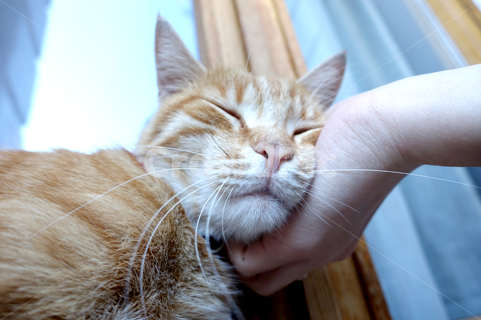 고양이,쓰다듬음,길고양이,아메리칸숏헤어,동물,cat,animal