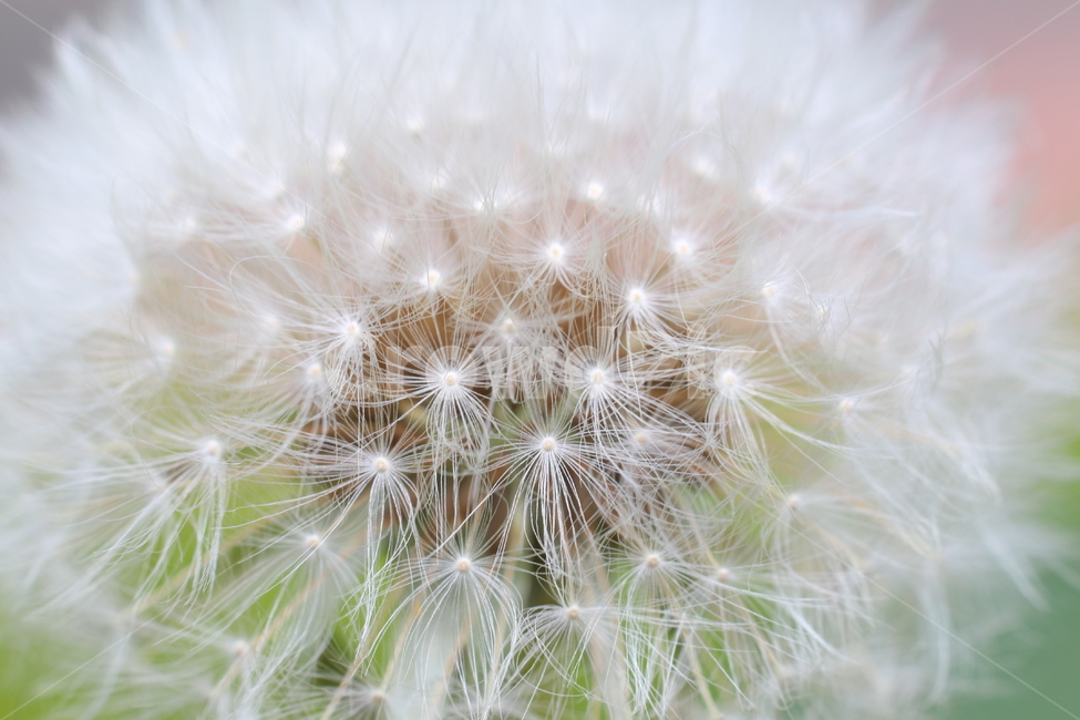 민들레,흰꽃,실꽃,야생화,자연,식물,감성,속살,식물,자연,plants,nature,꽃,flower