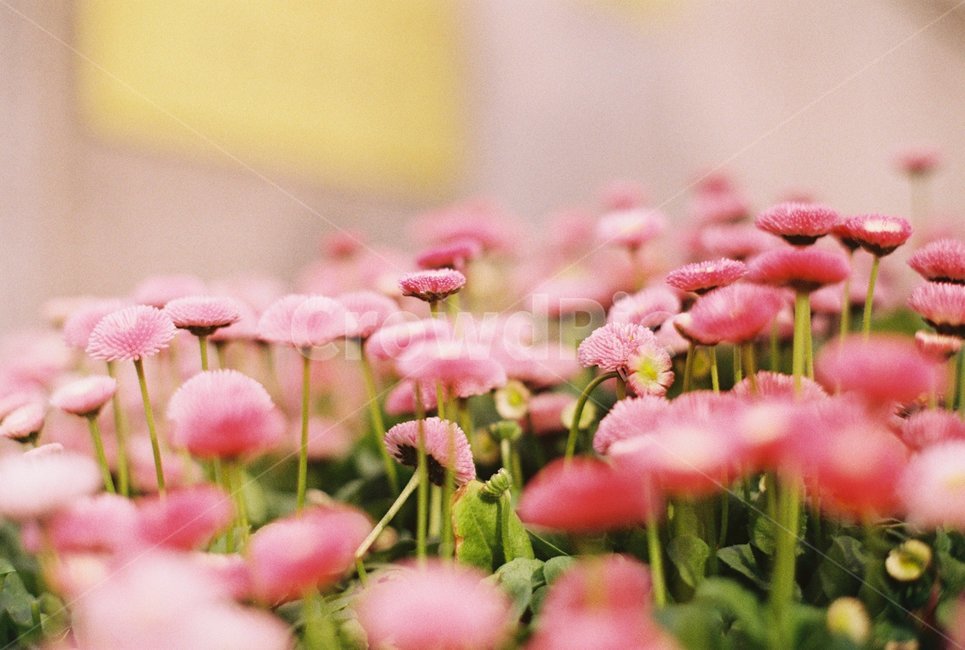 꽃,포커싱,핑크,핑크꽃,분홍꽃,식물,자연,plants,nature,꽃,flower,감성,sensible,feeling