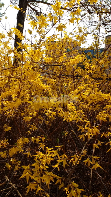 나무,식물,꽃,봄꽃,나무줄기,나무가지,봄,plant,tree,treetrunk,flower,blossom,꽃잎,노란색꽃,개나리