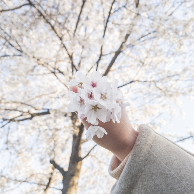꽃,벚꽃,손,꽃잎,봄,감성,flower,tree,봄,계절,spring,season,꽃,flower,plant,식물