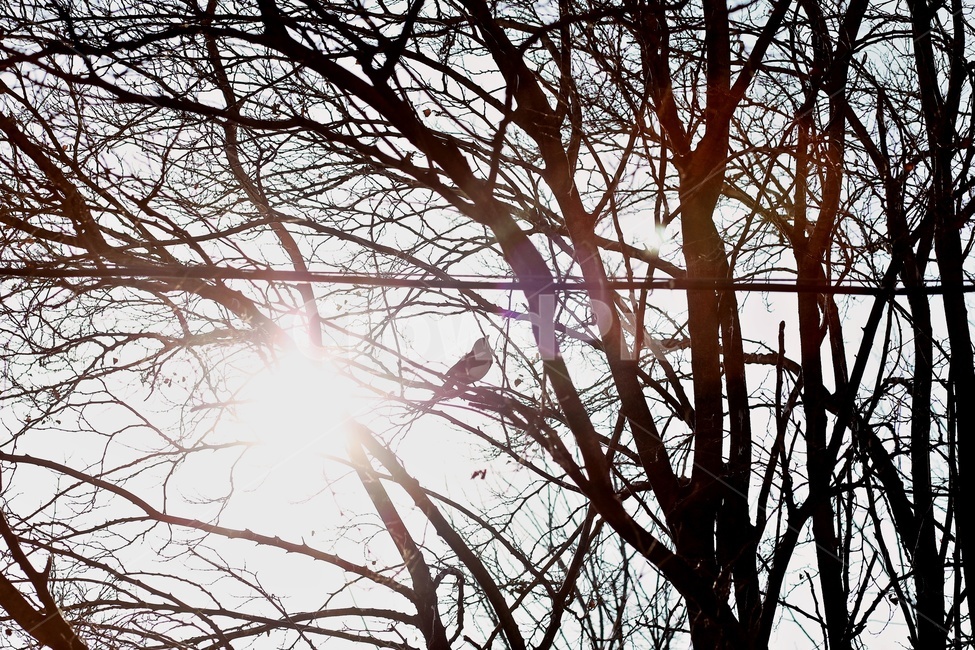 나무,까치,햇빛,그림자,실루엣,tree,sunlight,silhouette,식물,자연,plants,nature,나무,trees,wood,동물,animal,조류,새,birds
