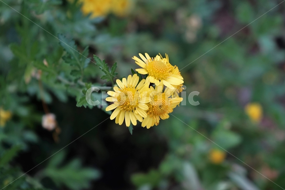 감국,가을,노랑,계절,chrysanthemumindicum,autumn,fall,nature,bloom,yellow,국화과,smell,season,beautiful,plant,flower,산국,노랑꽃,식물,자연,Northchrysanthemum,여러해살이,식물,자연,plants,nature,꽃,flower