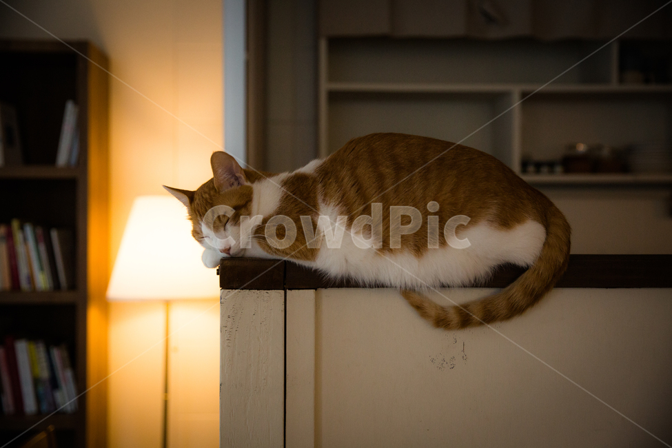 고양이,동물,낮잠,여유,반려동물,길고양이,애완동물,감성,배경화면,바탕화면,cat,kitty,cute,lovely,pet,animal,미묘,포근함