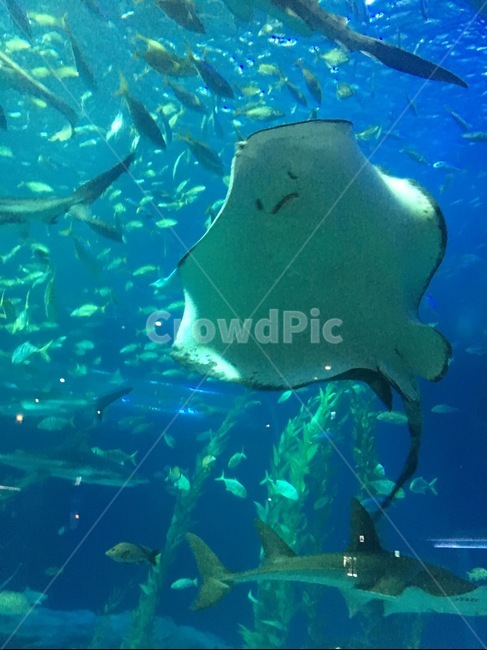 가오리,제주도,제주,아쿠아리움,바다