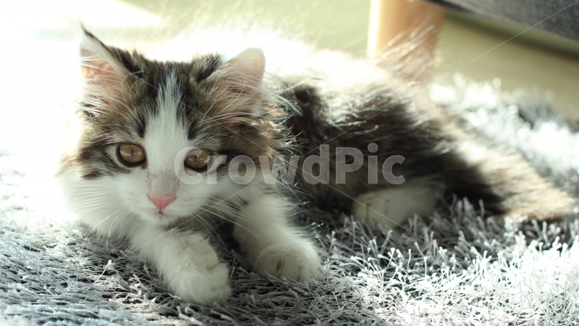 고양이,동물,아기고양이,노르웨이숲,냥이,애완동물,노르웨이숲고양이,동물,animal,포유류,mammal,고양이,cat,kitten,kitty