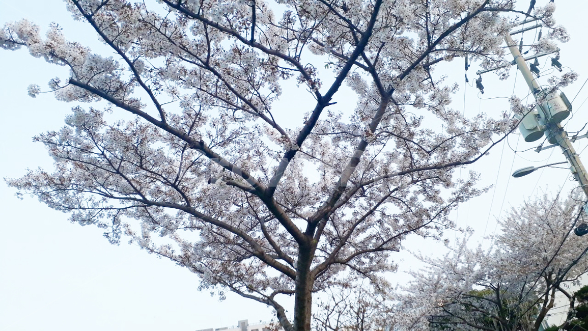 제주,벚꽃,나무,식물,자연