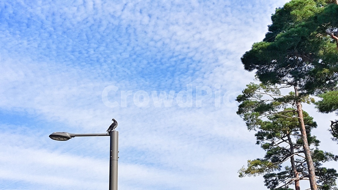하늘,나무,구름,소나무,초록,자연,풍경,nature,landscape,푸른하늘,맑은하늘,파란,푸른,파랑,푸름,맑음,날씨,trees,wood,plants,식물,비들기,가로등