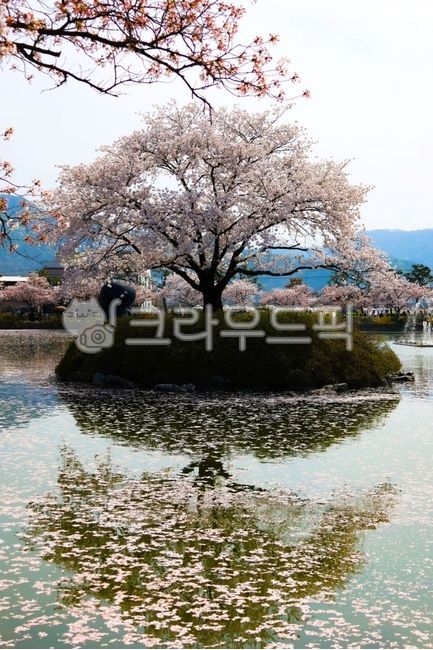 벚꽃,나무,봄,호수위나무,작은정원