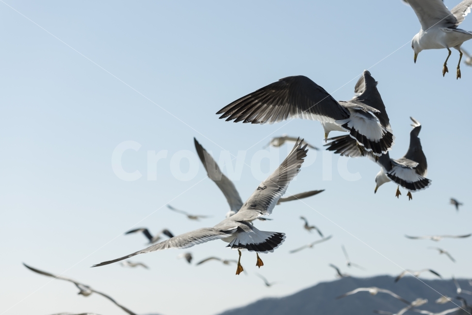 갈매기,하늘,날다,날개,푸른하늘,스카이,동물,새,sky,animal,gulls,bird,wings,fly,skyblue,blue,nature,동물,animal,조류,새,birds
