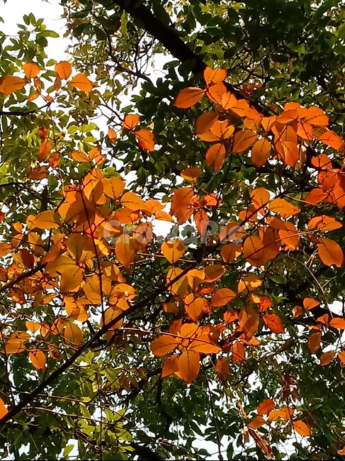 가을,단풍,낙엽,maple,plant,식물,단풍나무,단풍잎,leaf,잎,tree,나무,계절,fallautumnseason,가을단풍,자연,풍경,경치,가을,계절,fall,autumn,season,식물,자연,plants,nature,나무,trees,wood