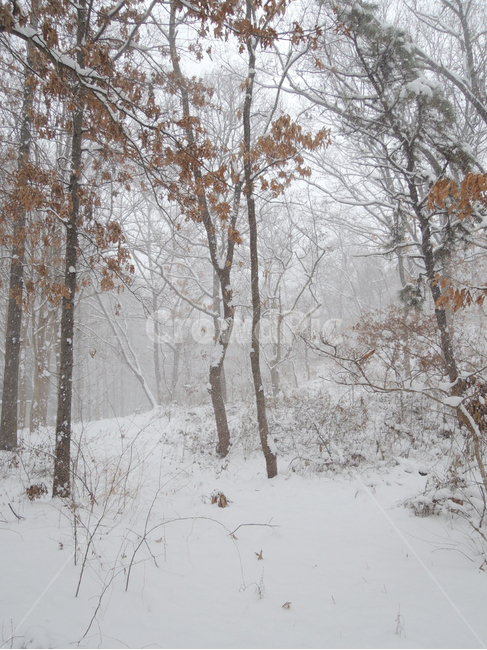 겨울,겨울숲,눈쌓인숲,함박눈,겨울나무,winter,winterforest,winterwoods,winterwoodland,snowcoveredforest,겨울,계절,winter,season