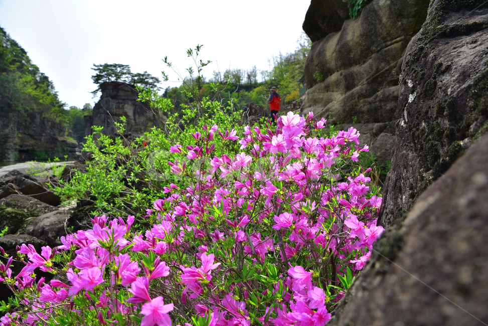 고석정,한탄강,철원,바위,수달래,봄,뱃놀이,분홍꽃,연두색,flower,꽃,geranium,제라늄,식물,plant,blossom,식물,자연,plants,nature,꽃,flower
