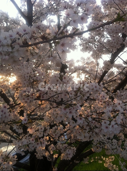 식물,꽃,벚꽃,blossom,봄,식물,자연,plants,nature,꽃,flower