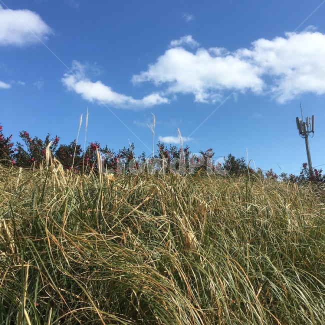 자연,풍경,하늘,구름,갈대,억새,푸른하늘,자연,풍경,nature,landscape,grass,잔디,plant,식물,lawn
