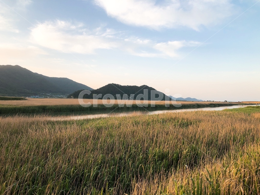 갈대,순천만습지,들판,풍경,구름,신비한,힐링,비밀의공간,ror,순천,혼자,초록,하늘,공간,지방,푸른,들,산