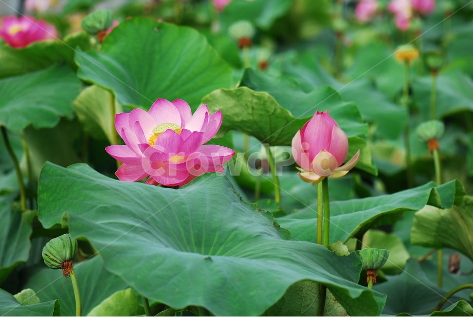 꽃,연꽃,관곡지,불교,여름,식물,자연,plants,nature,꽃,flower