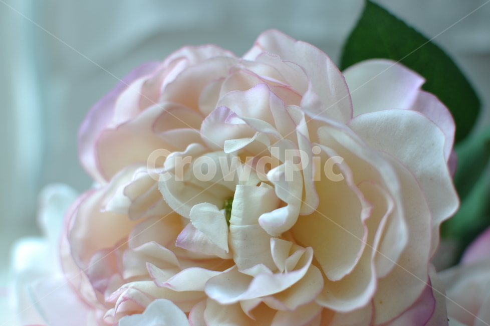 blossom,꽃,plant,식물,rose,flower,geranium,제라늄,꽃배경,앤틱로즈,꽃봉오리,한송이,피오나,느낌,감성