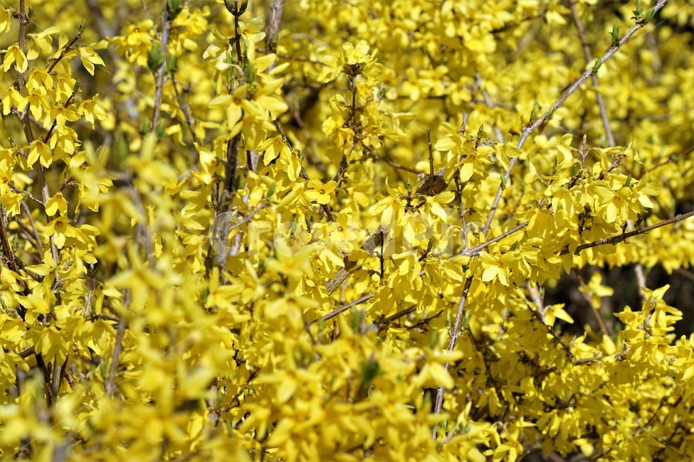 봄,개나리,봄꽃,식물,자연,노란색,계절,spring,season,beauty,flower,nature,봄,계절,spring,season,식물,자연,plants,nature,꽃,flower,plant