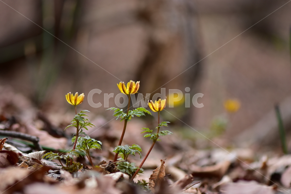 복수초,애기복수초,야생화,봄,꽃,풀꽃,자연,식물,식생,plants,nature,spring,season,flower