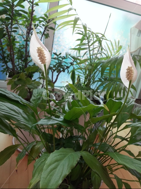 스파트필름,식물,꽃,화초,하얀꽃