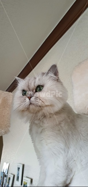 애완동물,animal,cat,고양이,페르시안,pet,포유류