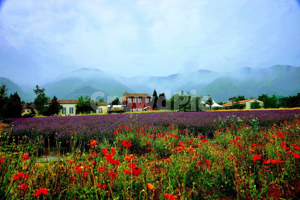 양귀비꽃,안개,라벤더,집,산,자연,풍경,nature,landscape,field,들,outdoors,옥외,grassland,목초지