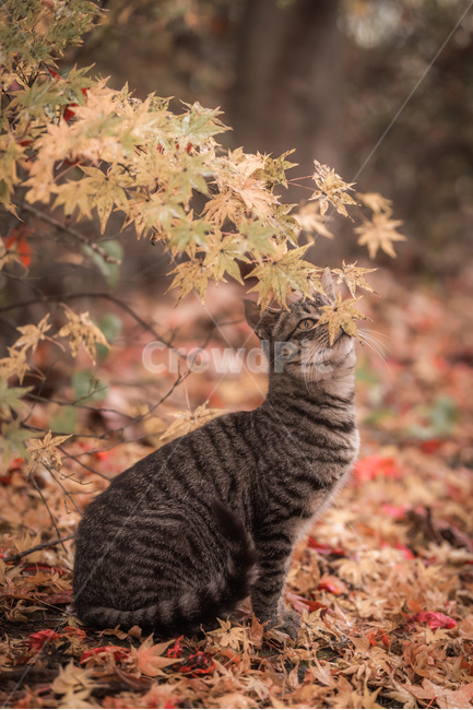 반려동물,가을,고양이,집사,감성,단풍,가을,계절,fall,autumn,season,동물,animal,포유류,mammal,고양이,cat,kitten,kitty,leaf,잎,plant,식물