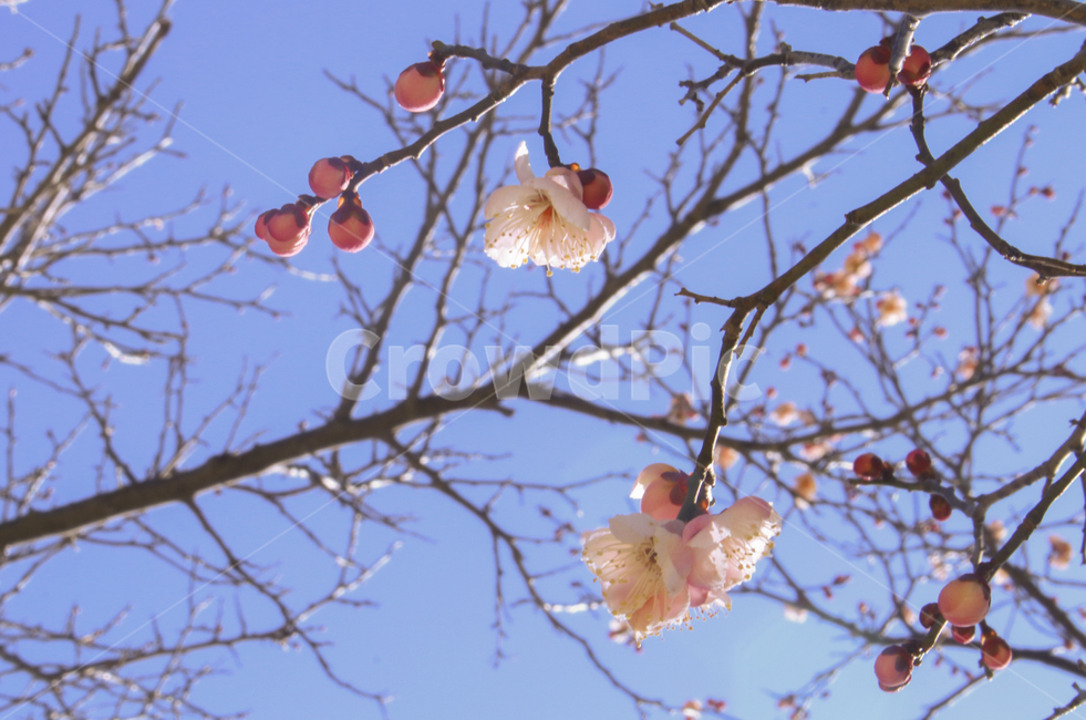 plant,식물,blossom,flower,꽃,매화,봄,spring,봄꽃,개화
