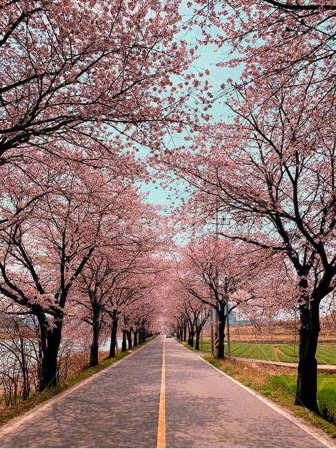 봄,벚꽃,따뜻한느낌,길,벚꽃로드,배경