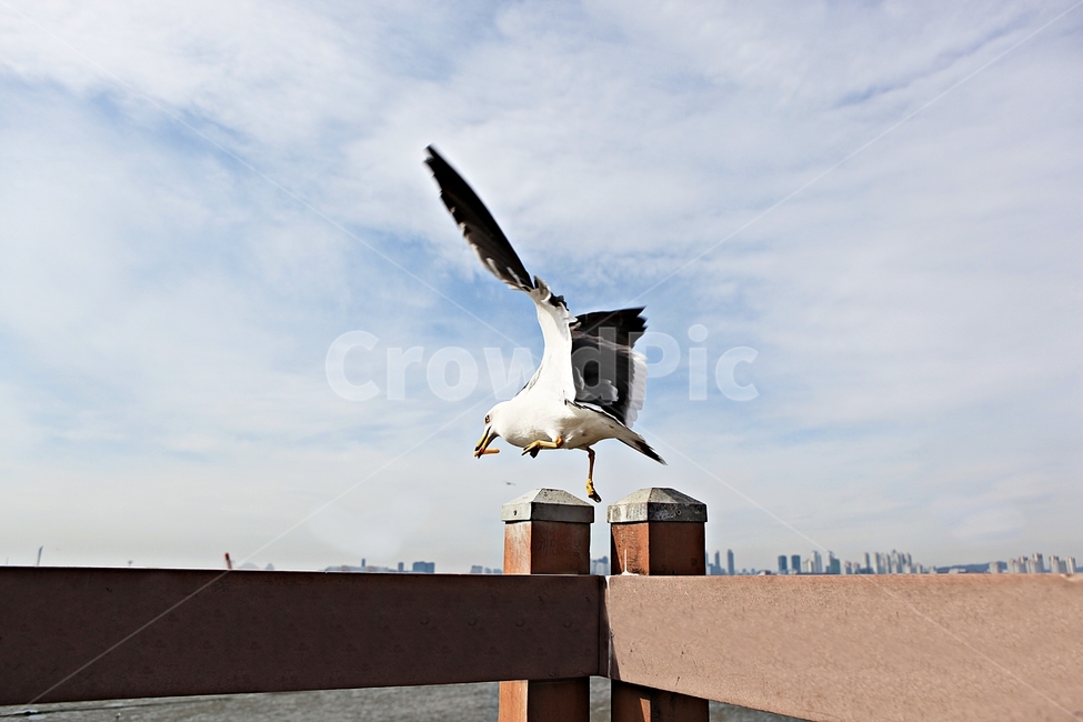 갈매기,새,조류,풍경,배경,자연,풍광,하늘,동물,animal,조류,새,birds