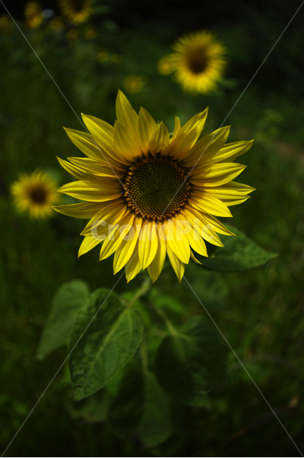 해바라기,꽃,flower,식물,plant,식물,자연,plants,nature,꽃,flower